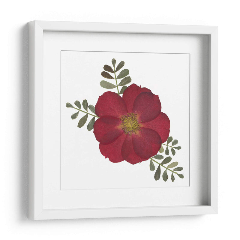Red Rose - Designs by Andrea | Cuadro decorativo de Canvas Lab
