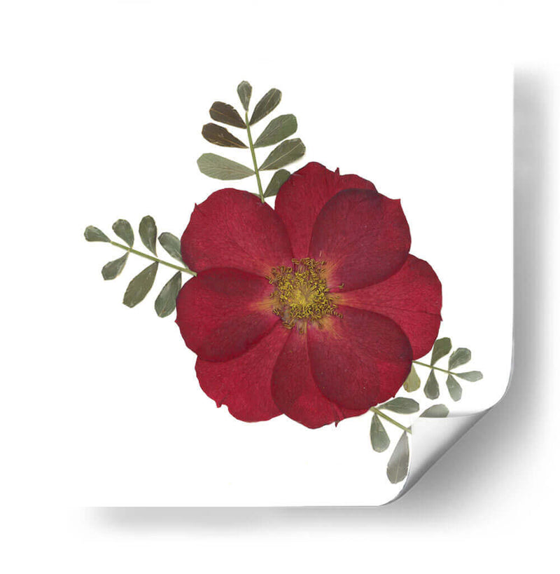 Red Rose - Designs by Andrea | Cuadro decorativo de Canvas Lab