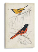 Dorbigny Birds Viii - M. Charles D Orbigny | Cuadro decorativo de Canvas Lab