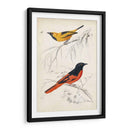 Dorbigny Birds Viii - M. Charles D Orbigny | Cuadro decorativo de Canvas Lab