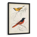 Dorbigny Birds Viii - M. Charles D Orbigny | Cuadro decorativo de Canvas Lab