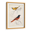 Dorbigny Birds Viii - M. Charles D Orbigny | Cuadro decorativo de Canvas Lab