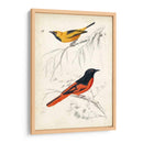 Dorbigny Birds Viii - M. Charles D Orbigny | Cuadro decorativo de Canvas Lab