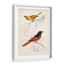 Dorbigny Birds Viii - M. Charles D Orbigny | Cuadro decorativo de Canvas Lab