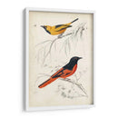 Dorbigny Birds Viii - M. Charles D Orbigny | Cuadro decorativo de Canvas Lab