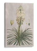 Variedades Tropicales Iii - Pancrace Bessa | Cuadro decorativo de Canvas Lab