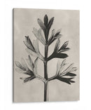 Blossfeldt Botánico I - Karl Blossfeldt | Cuadro decorativo de Canvas Lab