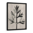Blossfeldt Botánico I - Karl Blossfeldt | Cuadro decorativo de Canvas Lab