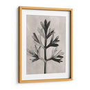 Blossfeldt Botánico I - Karl Blossfeldt | Cuadro decorativo de Canvas Lab