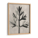 Blossfeldt Botánico I - Karl Blossfeldt | Cuadro decorativo de Canvas Lab