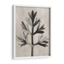 Blossfeldt Botánico I - Karl Blossfeldt | Cuadro decorativo de Canvas Lab