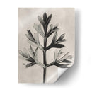 Blossfeldt Botánico I - Karl Blossfeldt | Cuadro decorativo de Canvas Lab