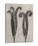 Blossfeldt Botanical Ii - Karl Blossfeldt | Cuadro decorativo de Canvas Lab