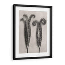 Blossfeldt Botanical Ii - Karl Blossfeldt | Cuadro decorativo de Canvas Lab