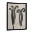 Blossfeldt Botanical Ii - Karl Blossfeldt | Cuadro decorativo de Canvas Lab