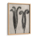 Blossfeldt Botanical Ii - Karl Blossfeldt | Cuadro decorativo de Canvas Lab