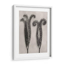 Blossfeldt Botanical Ii - Karl Blossfeldt | Cuadro decorativo de Canvas Lab