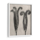 Blossfeldt Botanical Ii - Karl Blossfeldt | Cuadro decorativo de Canvas Lab