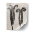 Blossfeldt Botanical Ii - Karl Blossfeldt | Cuadro decorativo de Canvas Lab
