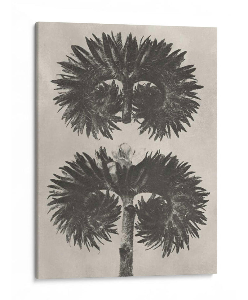 Blosfeldt Botanical V - Karl Blossfeldt | Cuadro decorativo de Canvas Lab