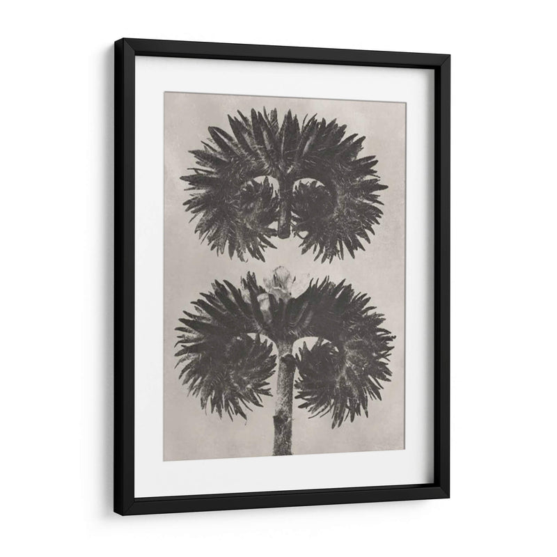 Blosfeldt Botanical V - Karl Blossfeldt | Cuadro decorativo de Canvas Lab