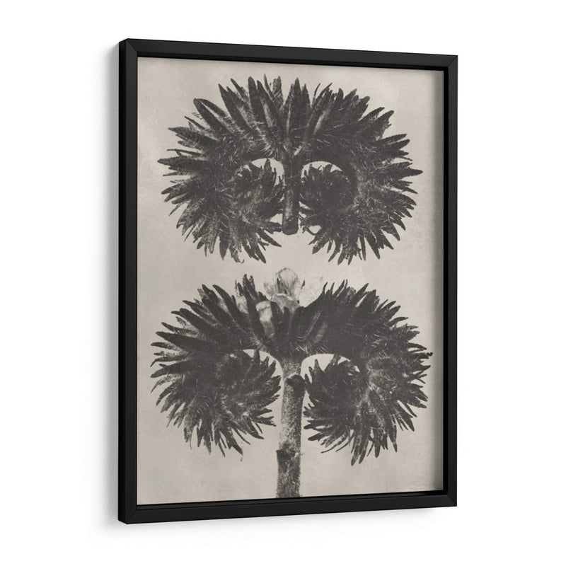 Blosfeldt Botanical V - Karl Blossfeldt | Cuadro decorativo de Canvas Lab