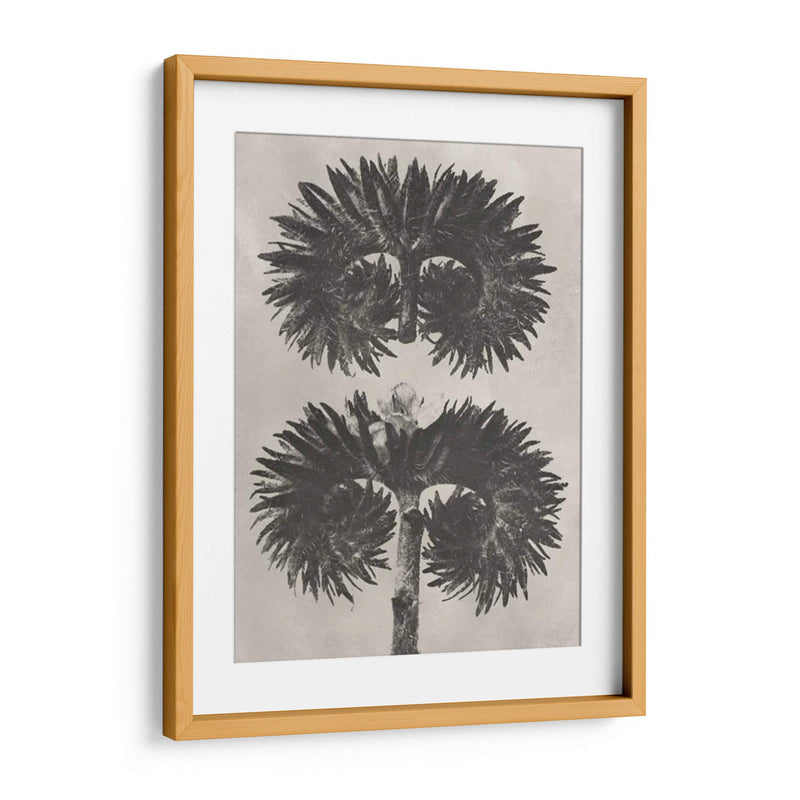 Blosfeldt Botanical V - Karl Blossfeldt | Cuadro decorativo de Canvas Lab