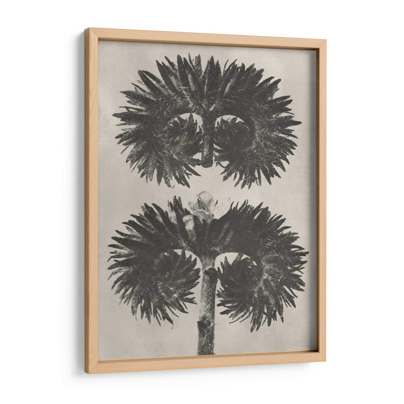 Blosfeldt Botanical V - Karl Blossfeldt | Cuadro decorativo de Canvas Lab