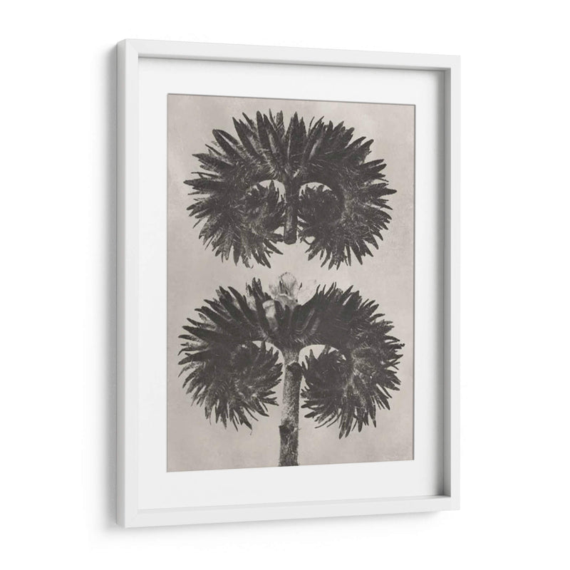 Blosfeldt Botanical V - Karl Blossfeldt | Cuadro decorativo de Canvas Lab