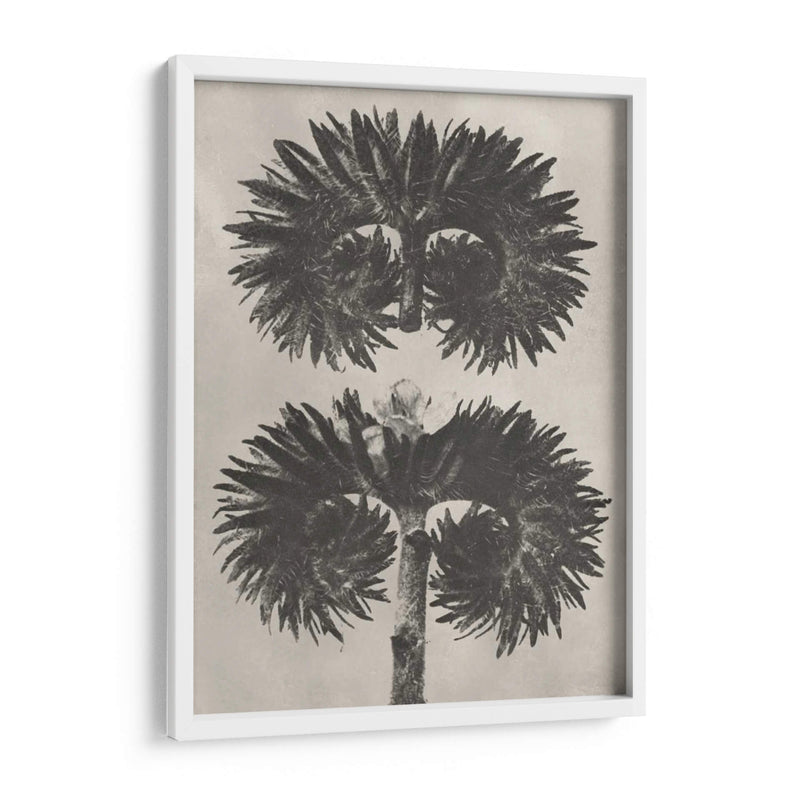 Blosfeldt Botanical V - Karl Blossfeldt | Cuadro decorativo de Canvas Lab