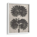Blosfeldt Botanical V - Karl Blossfeldt | Cuadro decorativo de Canvas Lab