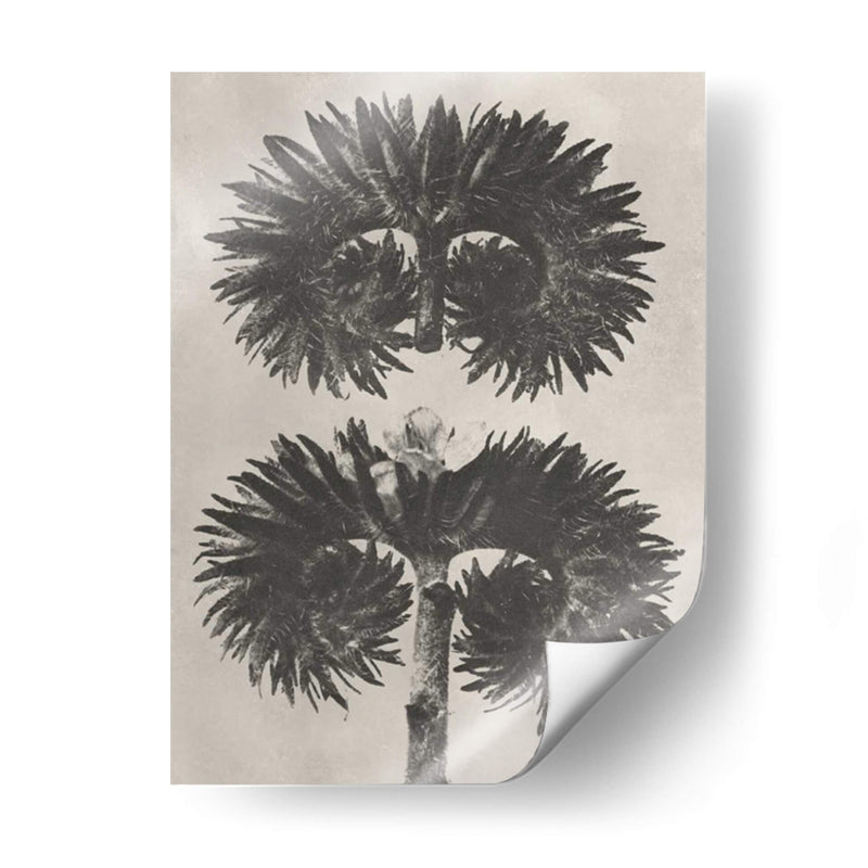 Blosfeldt Botanical V - Karl Blossfeldt | Cuadro decorativo de Canvas Lab