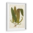 Helechos Del Jardín I - Vision Studio | Cuadro decorativo de Canvas Lab
