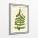 Helechos De Jardín V - Vision Studio | Cuadro decorativo de Canvas Lab