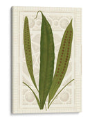 Helechos De Jardín Vi - Vision Studio | Cuadro decorativo de Canvas Lab