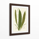 Helechos De Jardín Vi - Vision Studio | Cuadro decorativo de Canvas Lab