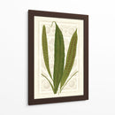 Helechos De Jardín Vi - Vision Studio | Cuadro decorativo de Canvas Lab