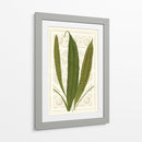 Helechos De Jardín Vi - Vision Studio | Cuadro decorativo de Canvas Lab