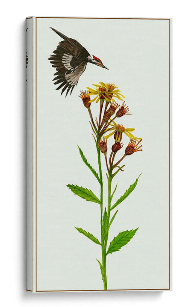 Tephroseris Flamea I - Melissa Wang | Cuadro decorativo de Canvas Lab