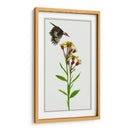 Tephroseris Flamea I - Melissa Wang | Cuadro decorativo de Canvas Lab