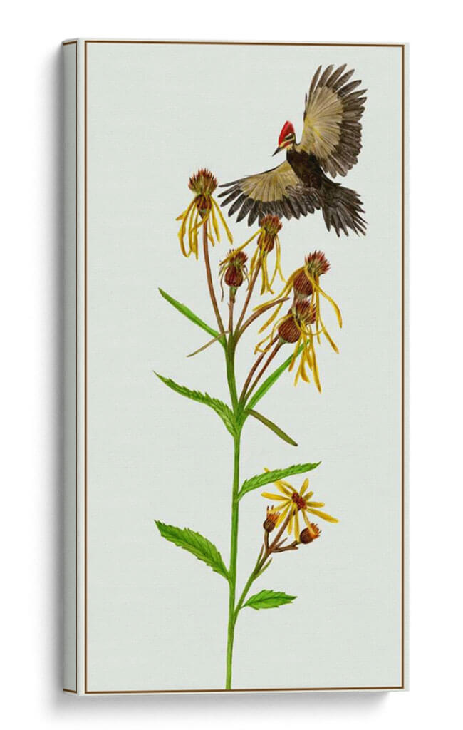 Tephroseris Flamea Ii - Melissa Wang | Cuadro decorativo de Canvas Lab