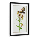 Tephroseris Flamea Ii - Melissa Wang | Cuadro decorativo de Canvas Lab