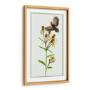 Tephroseris Flamea Ii - Melissa Wang | Cuadro decorativo de Canvas Lab