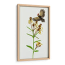 Tephroseris Flamea Ii - Melissa Wang | Cuadro decorativo de Canvas Lab