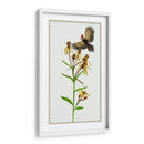 Tephroseris Flamea Ii - Melissa Wang | Cuadro decorativo de Canvas Lab