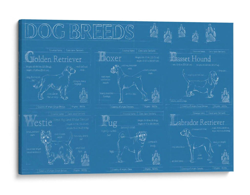 Infografía De Razas De Perros - Ethan Harper | Cuadro decorativo de Canvas Lab