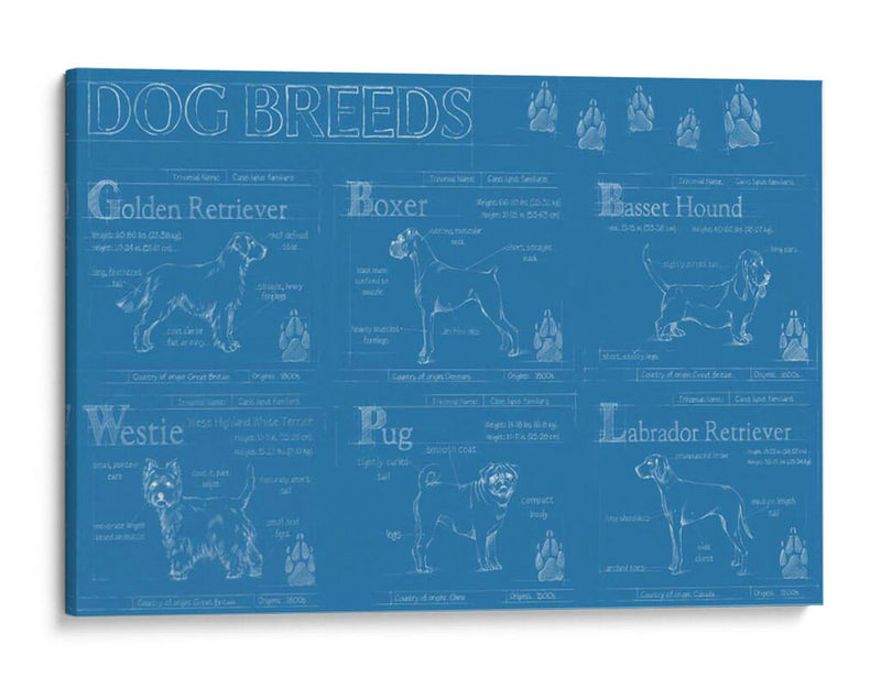 Infografía De Razas De Perros - Ethan Harper | Cuadro decorativo de Canvas Lab