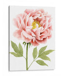 Peonía Acuarela I - Grace Popp | Cuadro decorativo de Canvas Lab