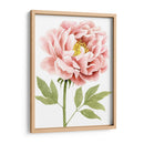 Peonía Acuarela I - Grace Popp | Cuadro decorativo de Canvas Lab