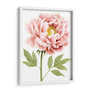Peonía Acuarela I - Grace Popp | Cuadro decorativo de Canvas Lab